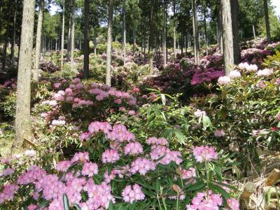 山部赤人の墓、鳥見山公園つつじ、弁財天シャクナゲの丘、薬の館、宇太水分神社(中社)2014.5.4