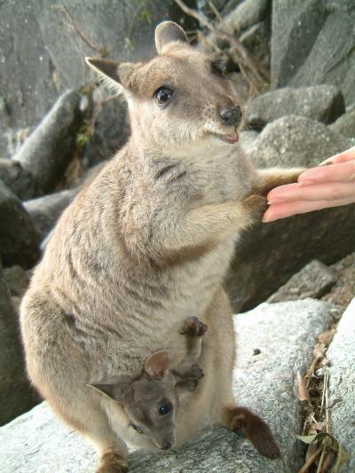 キュランダ&グレートバリアルーフ観光。有袋類ってみんな可愛い~~~