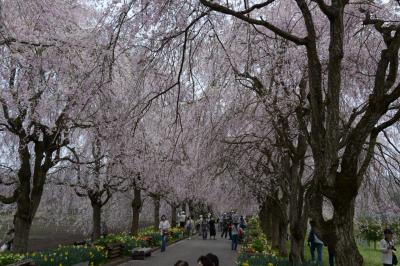 京都府緑化センターのしだれ桜＆雲岩公園のミツバツツジ