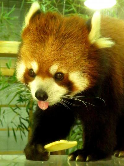 ＧＷレッサーパンダ紀行【４】 のいち動物公園　恋のシーズン終了・・・カイ君とカイちゃん別居中！！ それにしても素晴らしいのいちＺＯＯ・・・感服しました！！