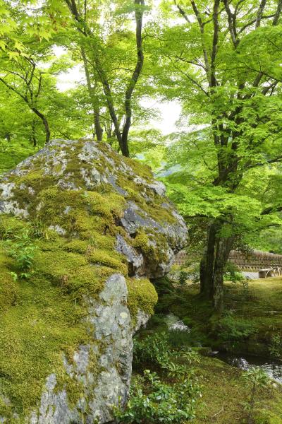 京都を歩く(197) 新緑眩しい天龍寺・宝厳院へ