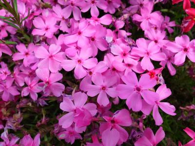 目にも眩しい“芝桜“