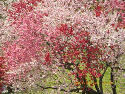 飯山　菜の花祭り　野沢温泉健命寺　小布施千曲川桜と菜の花