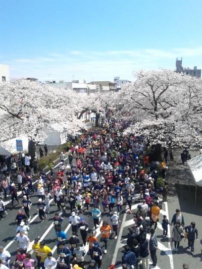 日立さくらまつり