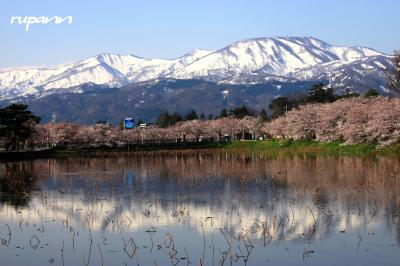 青春18切符一人旅　開府400年高田の夜桜2日目～翌朝の高田公園見納めの桜