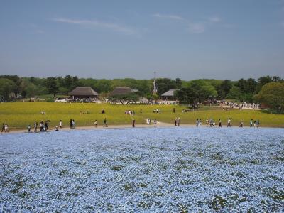 ネモフィラ満開のひたち海浜公園