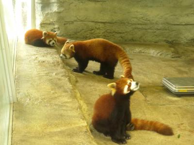 ＧＷレッサーパンダ紀行【５】 とべ動物園　雨のとべＺＯＯ　びっくり！！シャンチー君＆優花ちゃん＆優希君同居中！！ 元気でなにより、緑乃介君＆リンリンちゃん