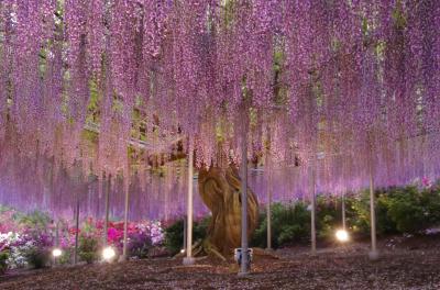 2014　栃木県　足利市　～あしかがフラワーパーク　鮮やかな花々と幻想的な藤の花～