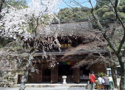 定光寺と桜