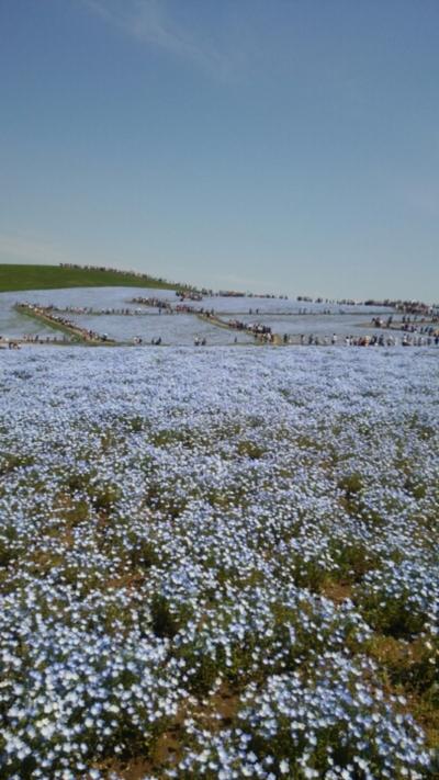 ひたち海浜公園 ネモフィラ