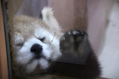 長野新幹線に乗って茶臼山動物園へ2014年のGW後半のレッサーパンダ詣（２）Red Panda 特集：屋内パンダはタイヨウくん・アンズちゃん・チャオくん・ノンちゃん