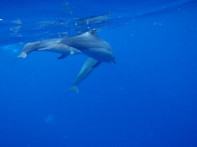 リベンジ！！マウナケアのサンライズ　BIGISLAND一人旅その④