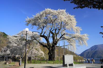 GW真っ只中の白川郷！岐阜の桜めぐり（1）　２０１４年