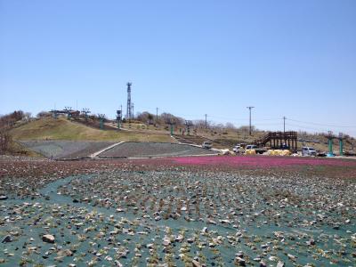 愛知・長野県境の茶臼山高原の「芝桜の満開」は、もう少し待って下さい(5/７現在)・・・・・5/27日現在は品種に寄りますが枯れ始めているようです。