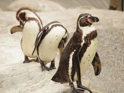 やっと行けた！ペンギン村　かわいいペンギンたちに癒され唐戸市場でおいしいお寿司を食べる旅