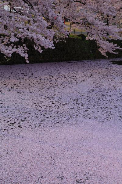 山形・宮城　桜めぐり～松が岬公園、鹽竈神社の鹽竈桜