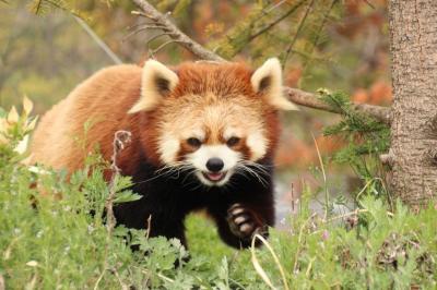 長野新幹線に乗って茶臼山動物園へ2014年のGW後半のレッサーパンダ詣（３）Red Panda 特集：屋外パンダは熟睡・風鈴ちゃん、フォトジェニック・サラちゃん、やんちゃなシンゲンくん、どっしりアジサイちゃんに、はじめましてタイチくん