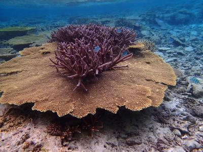 珊瑚礁の島･･宮古島へ･1･【八重干瀬編】