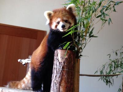レッサーパンダ研究の旅〈12〉茶臼山動物園
