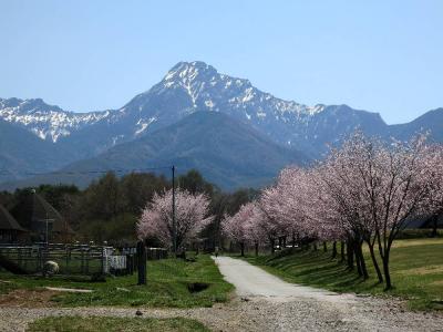 遅い春を迎えた八ヶ岳山麓・花散歩