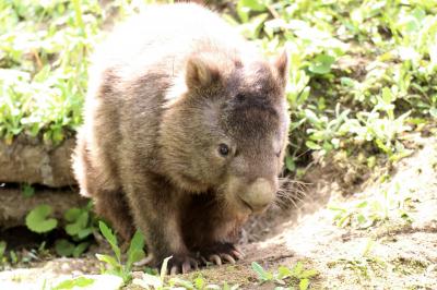 長野新幹線に乗って茶臼山動物園へ2014年のGW後半のレッサーパンダ詣（４）可愛いウォンバットから凛々しいライオンのペアまで動物いろいろ