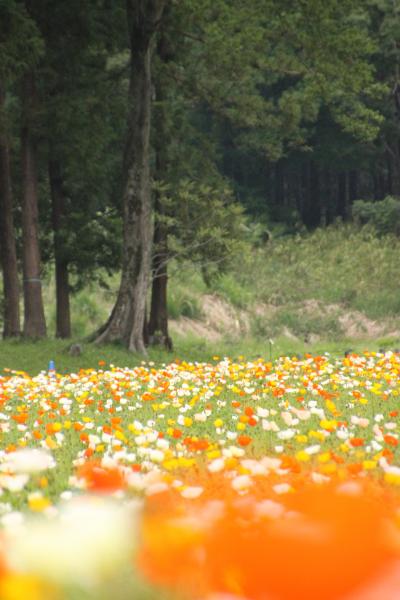 ゴールデンウィーク最終日はなじみのところで欲張りコース（２）しっとり新緑の森林公園でいつもと違うコースを廻る（後編）中央口からポピー畑を経て、古鎌倉街道を通って南口まで