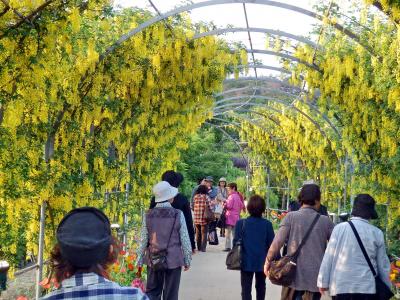 ひたち海浜公園・ネモフィラとあしかがフラワーパーク・藤の花＜２＞