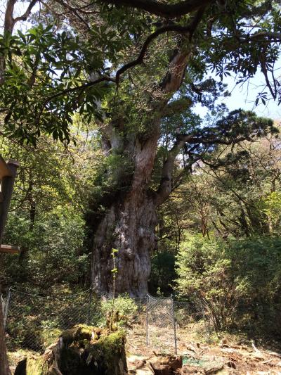 2014年屋久島の旅①　～20代最後の年に自分を見つめる？！