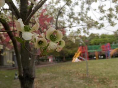 16水曜公園は花盛り