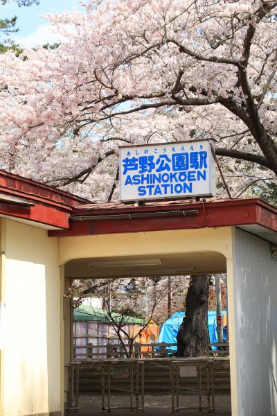 青森　桜めぐり～芦野公園と「斜陽館」