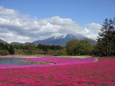 富士山と芝桜