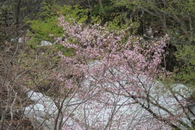 GW　雪の中の桜～仙人峠