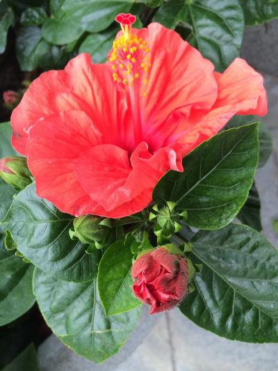 高雄再訪1日目・目的の店が見つからない。。