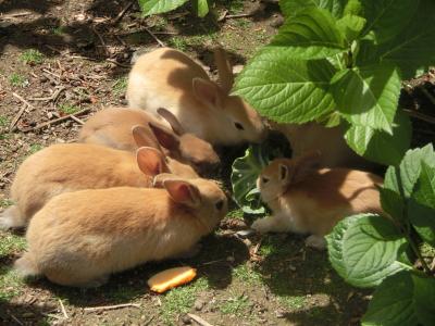しまなみ海道⇒うさぎと毒ガスの大久野島☆/1泊2日/GWの渋滞で大変だった。。