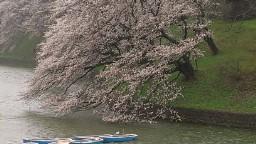 皇居の桜、横須賀の桜、あさり取り・・・春の日のあれこれ
