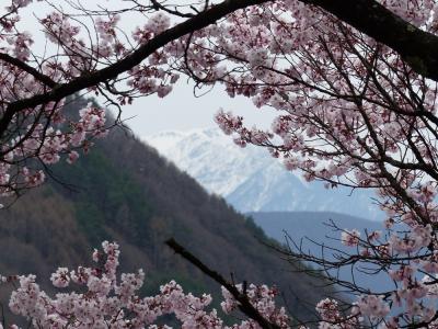 2014.04 日本一の高遠桜（でも咲き始め…）