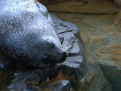 しながわ水族館と公園　下