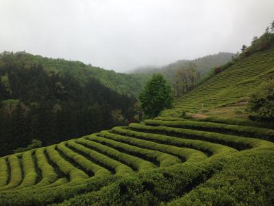 2014.4 春の韓国　女子ふたり旅　宝城編