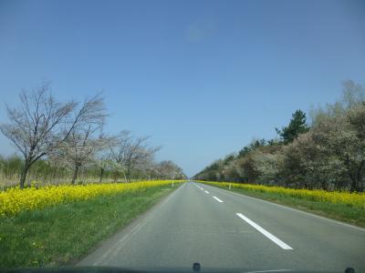 菜の花と散りゆく桜