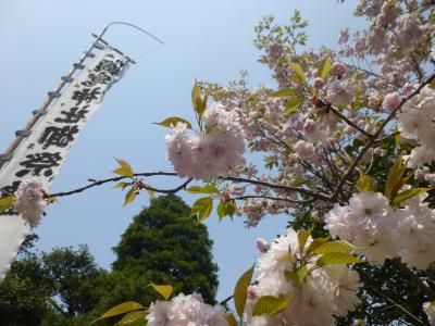 天然記念物　鹽竈桜