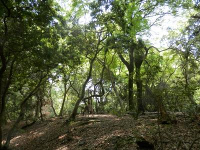 ５月の風に吹かれて～　　奈良公園散策