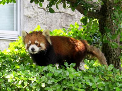 ＧＷレッサーパンダ紀行【７】 安佐動物公園　放飼場にはもう慣れた？？ トロリ君＆ミウちゃん、安佐期待の若手ペアに会ってきました！！