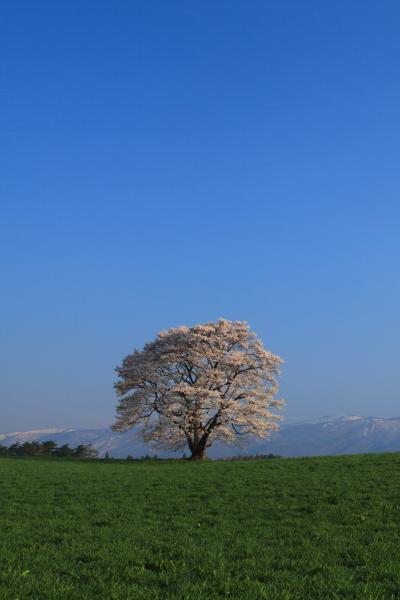 岩手・秋田　桜めぐり～小岩井農場の一本桜、日本国花苑