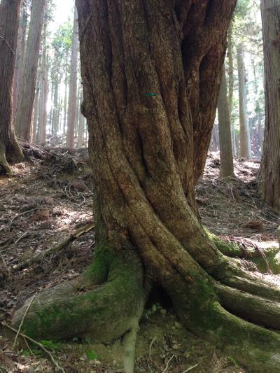 若草山と春日山原始林