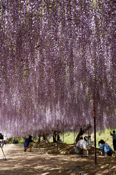 古刹を鮮やかに彩る薄紫色のカーテン・白毫寺の九尺藤