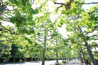 行き先変えて初夏の新宿御苑＆上野動物園へ（１）巨大樹あふれる新宿御苑でおNewの超広角ズームレンズにチャレンジ！