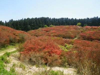つつじの葛城山へ1人ハイキング