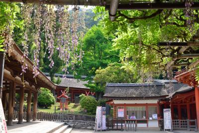 うるわしの奈良（3）　燈篭と藤の花がいっぱい！　新緑の春日大社で森林浴を楽しむ