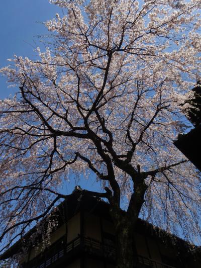 今年も京都の桜の時期に・・・1