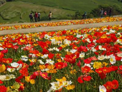 明石海峡大橋を渡って淡路島に行こう！ポピー咲くあわじ花さじきお散歩　ホテルセトレ舞子でエステＤＥランチプラン♪